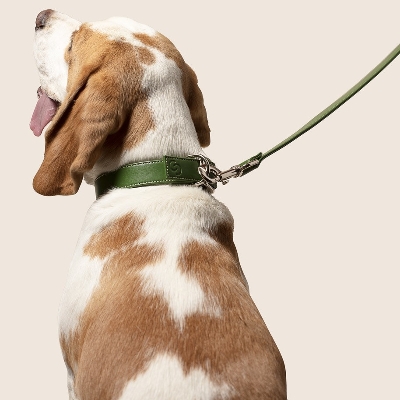 New luxury range of dog accessories