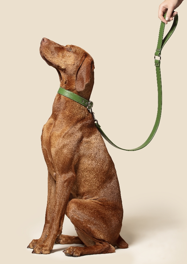 green lead on ginger dog